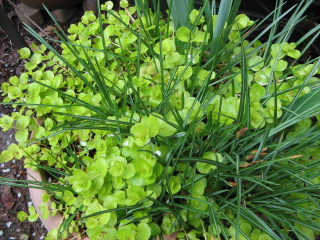 Farbe Gruen