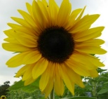 Sonnenblume - Sommer