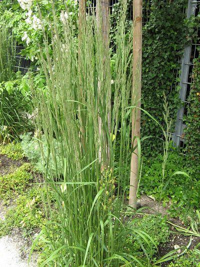 Calamagrostis x acutiflora `Karl Foerster Brandt