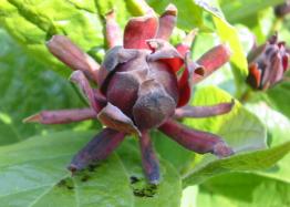 Calycanthus Gew&uuml;rzstrauch in meinem Garten Foto Mail-Brandt