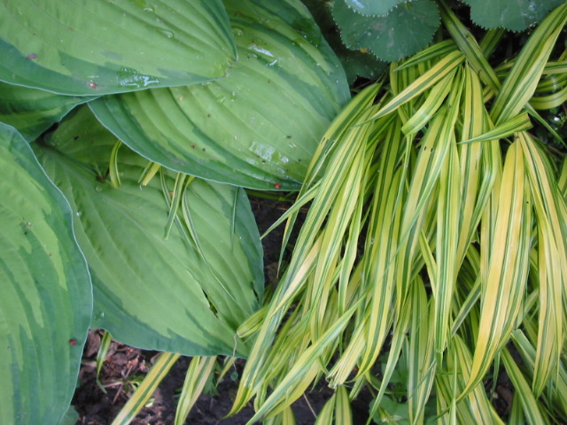Grün eine Farbe im Garten Bedeutung Redensarten und mehr grüne Grün eine Farbe im Garten Bedeutung Redensarten und mehr grüne