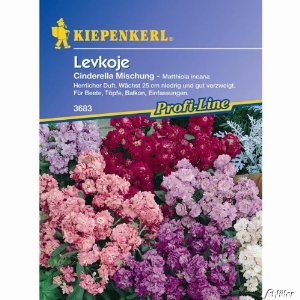 Levkoje hier erh&auml;ltlich