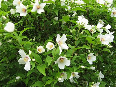 Philadelphus Belle Etoile Foto Brandt