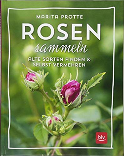 Protte Rosen sammeln