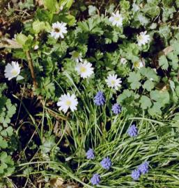 Anemone blanda und Muscari