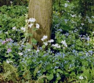 Brunnera Staudenvergißmeinnicht