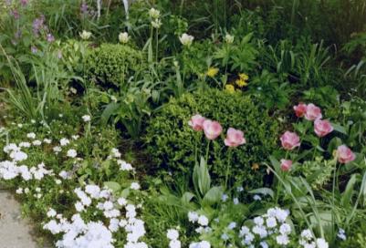 Frühling in der Rabatte