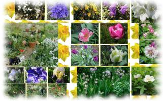 Fotos von unserem Garten im Frühling