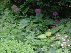 Hosta und Allium