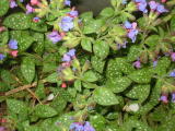 Pulmonaria Lungenkraut