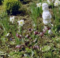 Helleborus und Putte