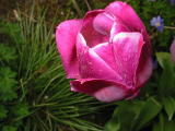 Tulpenblüte