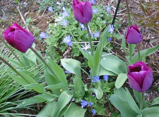 Tulpen violett