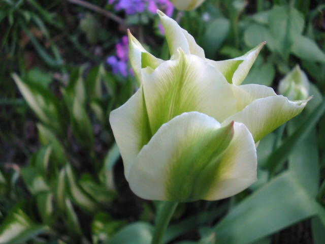 Tulipa viridis