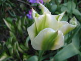 Tulpe Spring Green Blüte nah