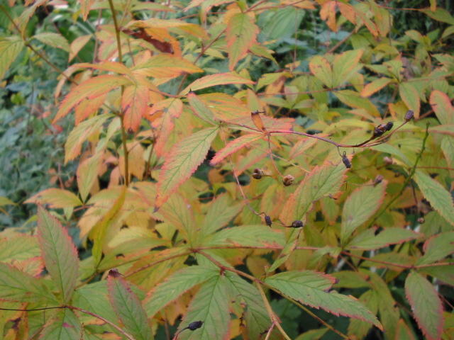 Gillenia_trifoliata im Herbst Foto Brandt