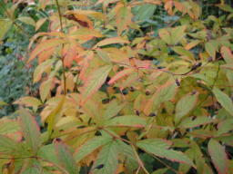 Gillenia trifoliata Herbstfärbung
