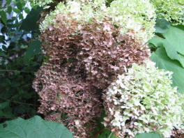 Hortensie Anabelle zwischen Sommer und Herbst