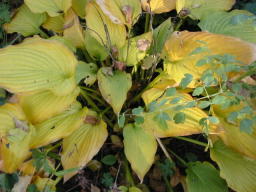 Hosta im Herbst