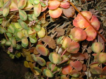 Sedum sieboldii nah