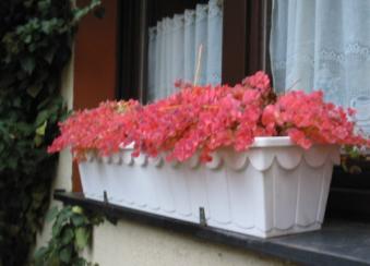 Sedum sieboldii im Balkonkasten