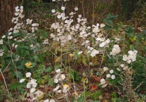 Silberlinge im Tannenbeet im Herbst