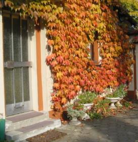 Wilder Wein Herbstfärbung am Hauseingang