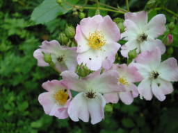 Rose Ballerina Blüte