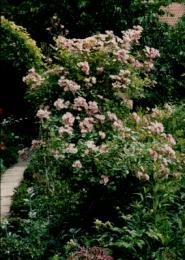 Rose Ballerina im Rosenbeet am Wegrand