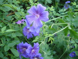 Geranium Johnsons Blue Blüte nah