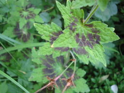 Geranium phaeum Blatt