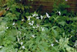 Gillenia trifoliata in unserem Garten Foto  Brandt