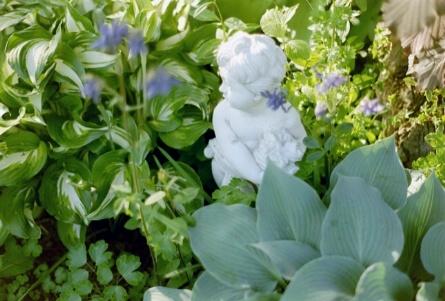 Hosta und Putte 2003