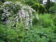 Kolkwitze in meinem Garten Foto Mail-Brandt