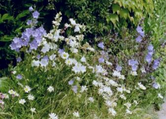 Margueriten und Glockenblumen