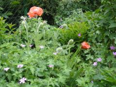 Mohn