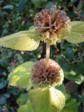 Phlomis