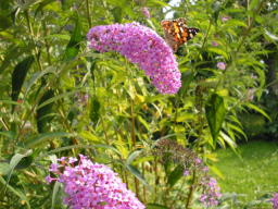 Buddleia Sommerflieder