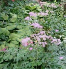 Hosta und Thalictrum