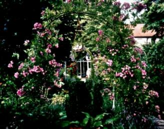 Rosenbogen mit Rose Veilchenblau und Buchsbaum-Pfau