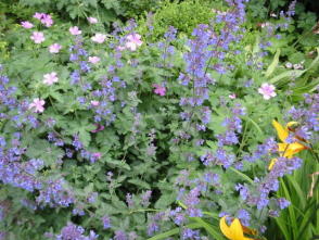 Nepeta Walkers Low