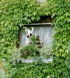 Wilder Wein an der Hauswand