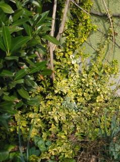 Euonymus und Wilder Wein an der Hauswand