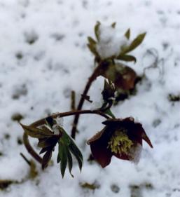 Helleborus im Schnee