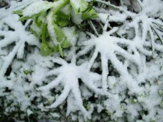 Helleborus im Schnee