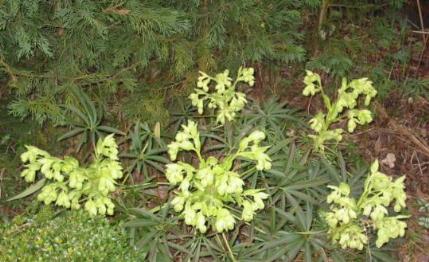 Helleborus foetidus