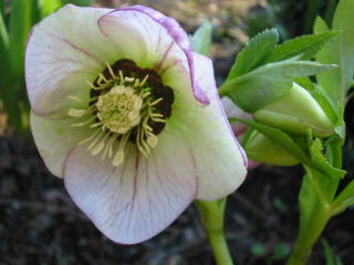 Helleborus in unserem Garten Foto  Brandt