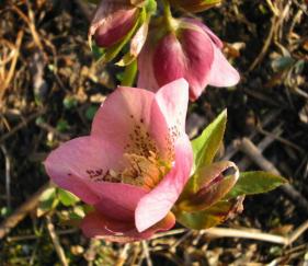 Helleborusblüte