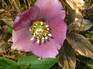 Helleborusblüte