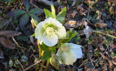 Helleborusblüte